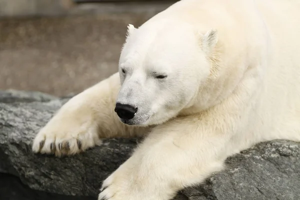 Biały Niedźwiedź Polarny Drapieżnik — Zdjęcie stockowe