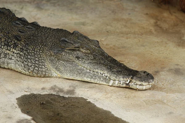 Krokodil Amfibisch Roofdier — Stockfoto