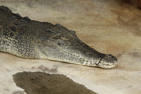 Animal Crocodilo Predador Anfíbio — Fotografia de Stock