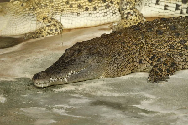 Animal Crocodilo Predador Anfíbio — Fotografia de Stock