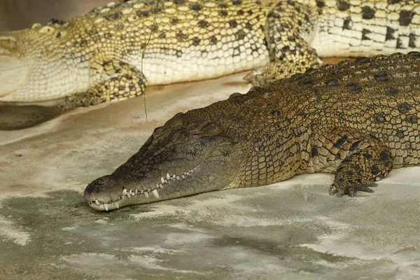 Krokodyl Drapieżnik Płazów — Zdjęcie stockowe