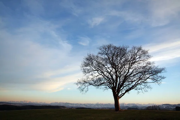Дерево Видом Альпы — стоковое фото