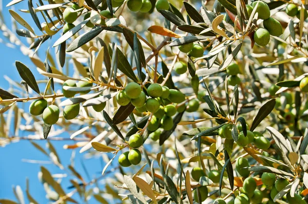Oliven Pflanzennahrung — Stockfoto