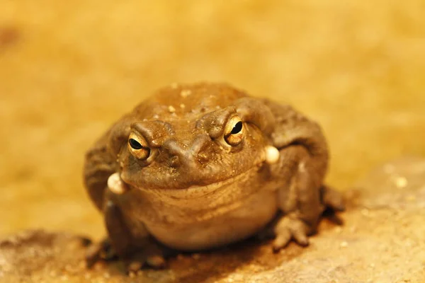 Perto Sapo — Fotografia de Stock