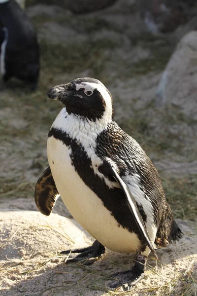 Pingüino Africano Pingüino Animal Fauna Natural —  Fotos de Stock