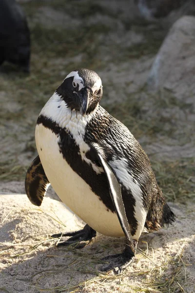 Pinguino Africano Animale Pinguino Fauna Naturale — Foto Stock
