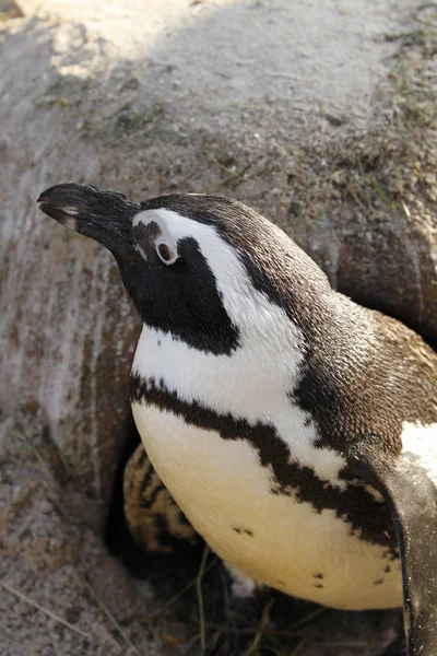 Tučňák Tučňák Tučňák Přírodní Fauna — Stock fotografie