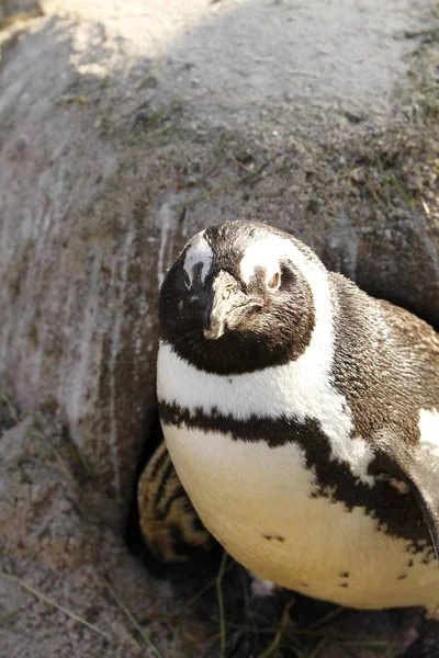 Pingüino Africano Pingüino Animal Fauna Natural —  Fotos de Stock