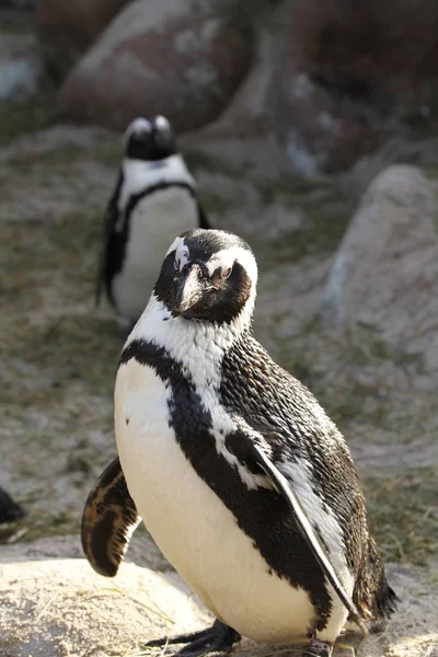 Afrikai Pingvin Pingvin Állat Természet Fauna — Stock Fotó