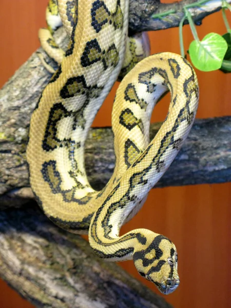 Змея Террариуме — стоковое фото