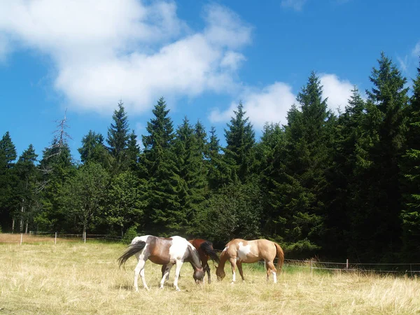 Koně Ohradě — Stock fotografie