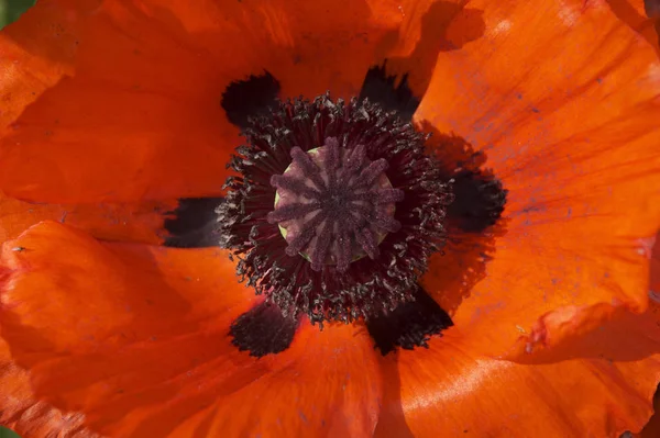Крупным Планом Вид Красивых Диких Маковых Цветов — стоковое фото