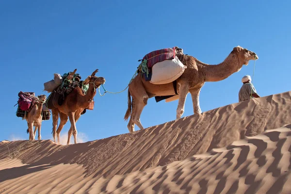 Cammello Arabo Animale Mammifero — Foto Stock