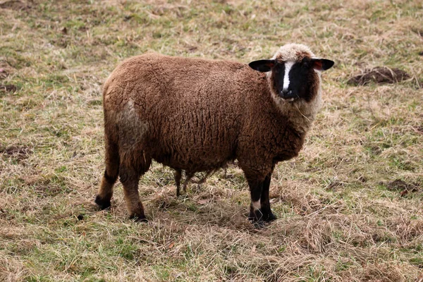 Får Äng — Stockfoto