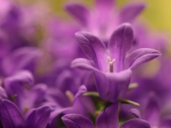 Güzel Yaz Çayır Çiçekleri Bitki Örtüsü Yapraklar — Stok fotoğraf
