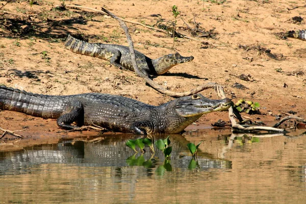 Spectacled Caimans Pantanal Brazil — Stock Photo, Image