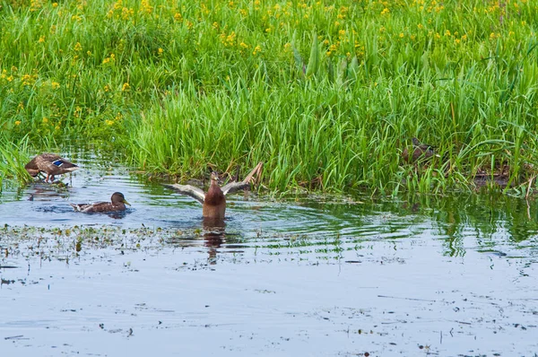 Canards Sauvages Dans Les Roseaux Près Eau — Photo