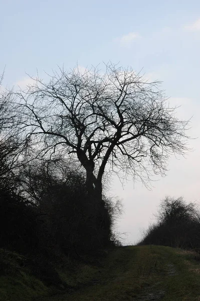 Tree Wayside Foot Mountain Anhalt Liebenau District Kassel — Fotografia de Stock