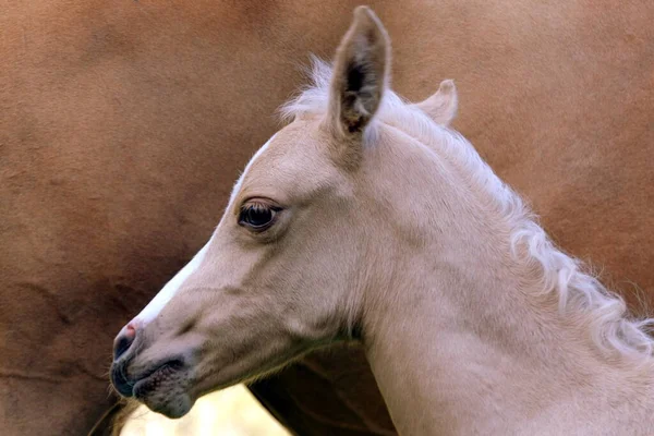 Phoenix Days Old Portrait — Stock Photo, Image