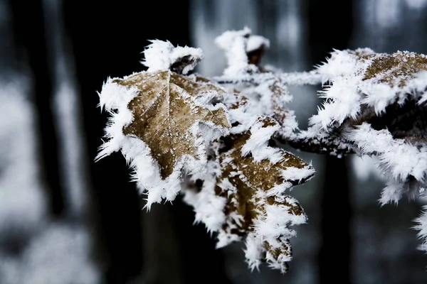 Cristais Gelo Geada Inverno — Fotografia de Stock