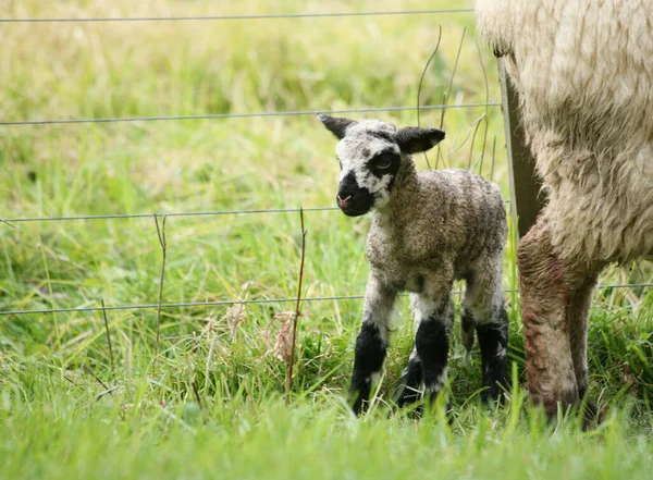 Newborn Lamb Standing His Mother — Stock Photo, Image