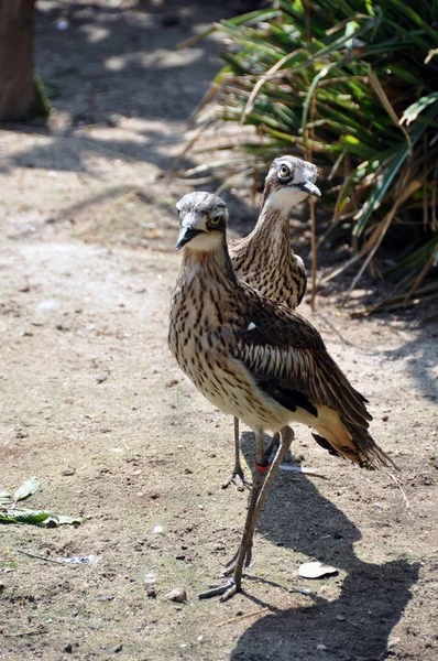 Faune Australienne Paire Courlis Genoux Épais Buisson Debout Regardant — Photo