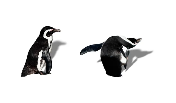 Magelhaense Pinguïn Krabt Zijn Hoofd Met Voet — Stockfoto