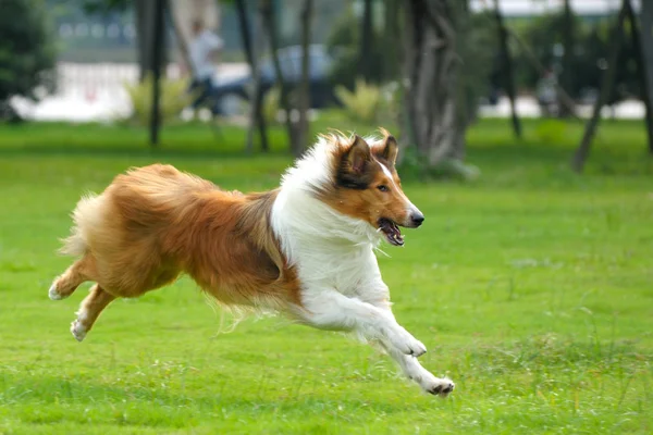 Collie Pies Działa Trawniku — Zdjęcie stockowe