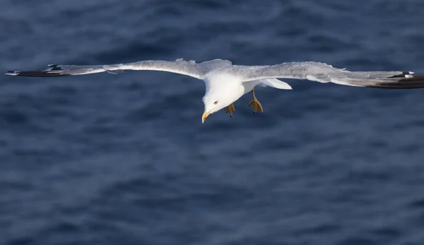 Beautiful White Seagull Flying Deep Blue Wave — Stock Photo, Image