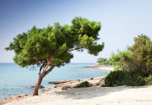 Landscape Olive Tree — Stock Photo, Image