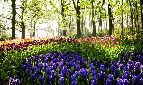 Piękne Płatki Kwiatów Tulipanów Flora — Zdjęcie stockowe