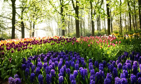 Güzel Laleler Çiçek Yaprakları Flora — Stok fotoğraf