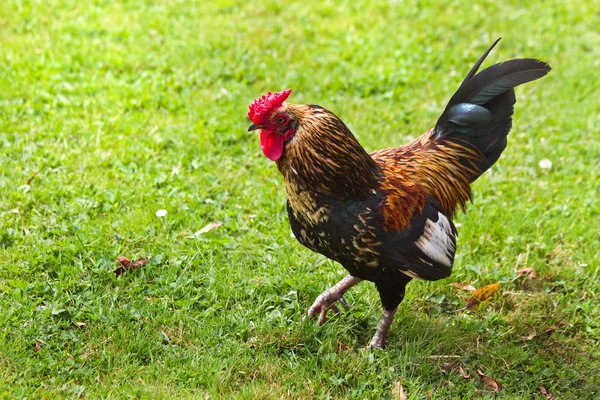 Galo Andando Campo Grama Verão Procura Comida — Fotografia de Stock