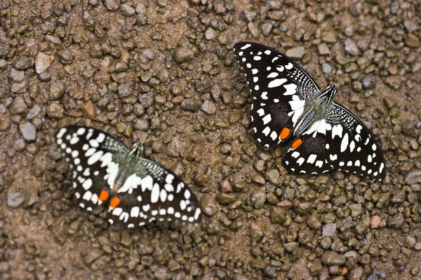 Papillon Chaux Papilio Demoleus Eau Potable Sol — Photo