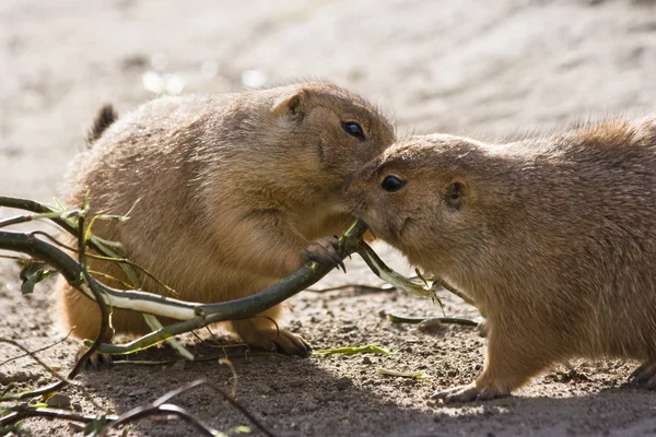 Chien Prairie Animaux Sauvages Genre Cynomys Hamster — Photo