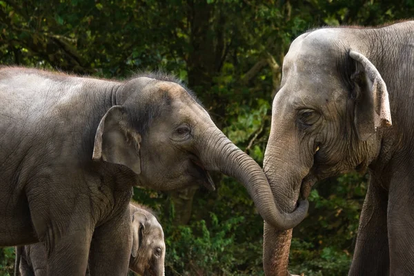 Два Азиатских Слона Веселятся Пытаясь Украсть Еду Друг Друга Слоненок — стоковое фото