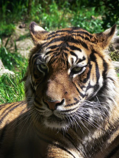 Asiatischer Tiger Ruht Und Schaut Mit Grünem Hintergrund — Stockfoto