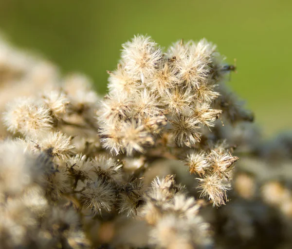 Dandelion Flowers Spring — Stock Photo, Image