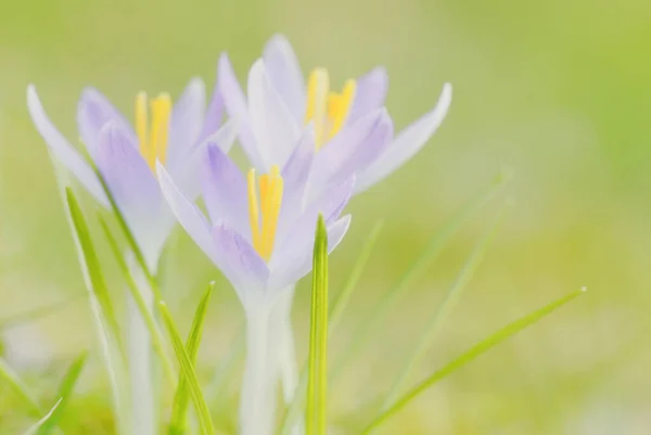 Spring Crocus Flowers Bloom — стоковое фото