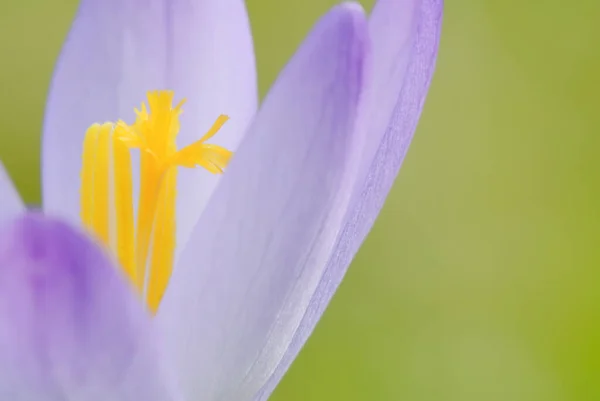 Crocus Çiçekleri Bahar Çiçekleri — Stok fotoğraf