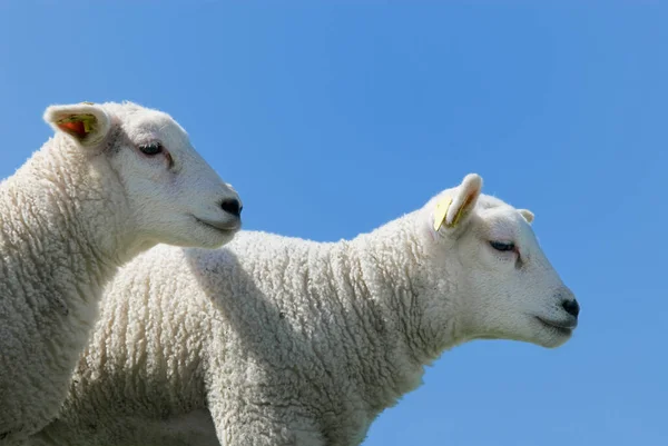 春天可爱而好奇的小羊 — 图库照片