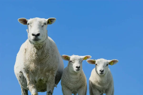 Schattig Nieuwsgierig Lammetjes Het Voorjaar — Stockfoto