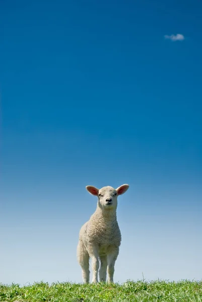 春天可爱而好奇的小羊 — 图库照片