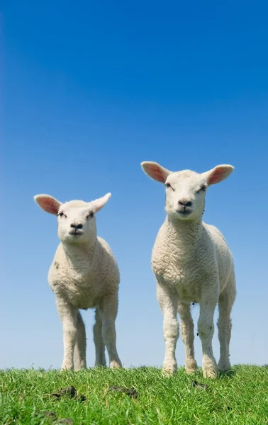 Aranyos Kíváncsi Bárányok Tavasszal — Stock Fotó