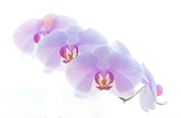 Hermosa Flor Orquídea Planta Decorativa — Foto de Stock