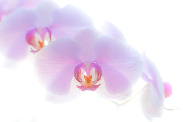 Orchidea Virág Növény Növény — Stock Fotó