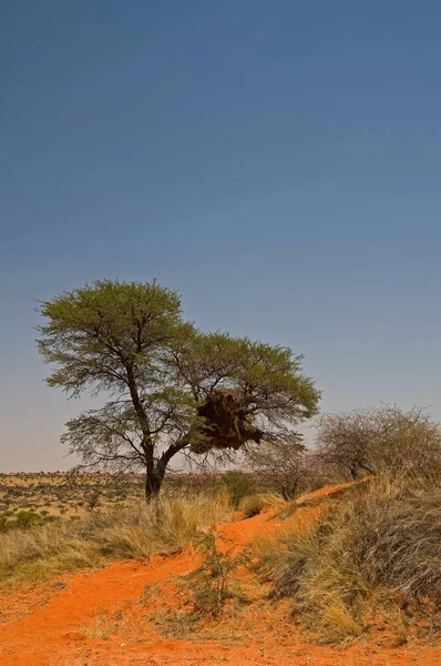 Dueno Típico Kalahari — Fotografia de Stock