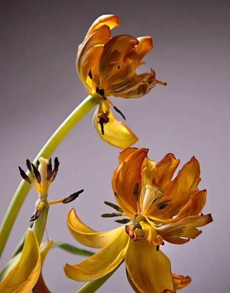 Krásné Tulipány Okvětní Lístky Flóra — Stock fotografie