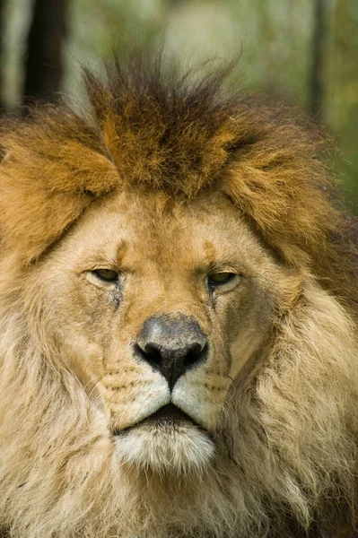 Closeup Head Male Lion — Stock Photo, Image