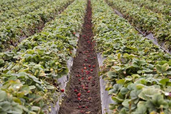 Strawberry Field Santa Cruz Usa — Foto de Stock
